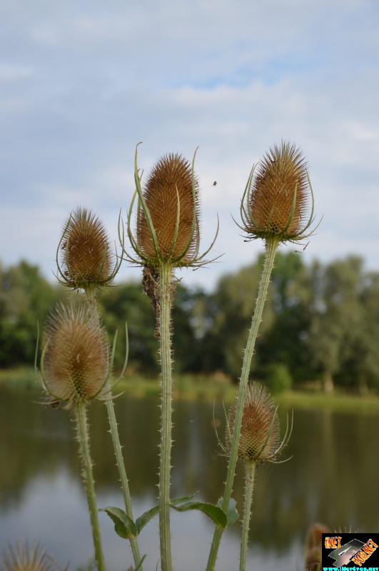 Bilderserie Schönfelder See August 14