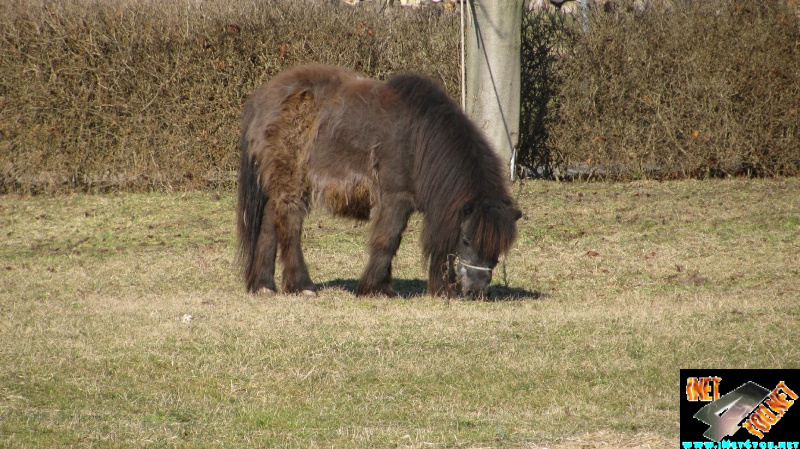 Schönfeld